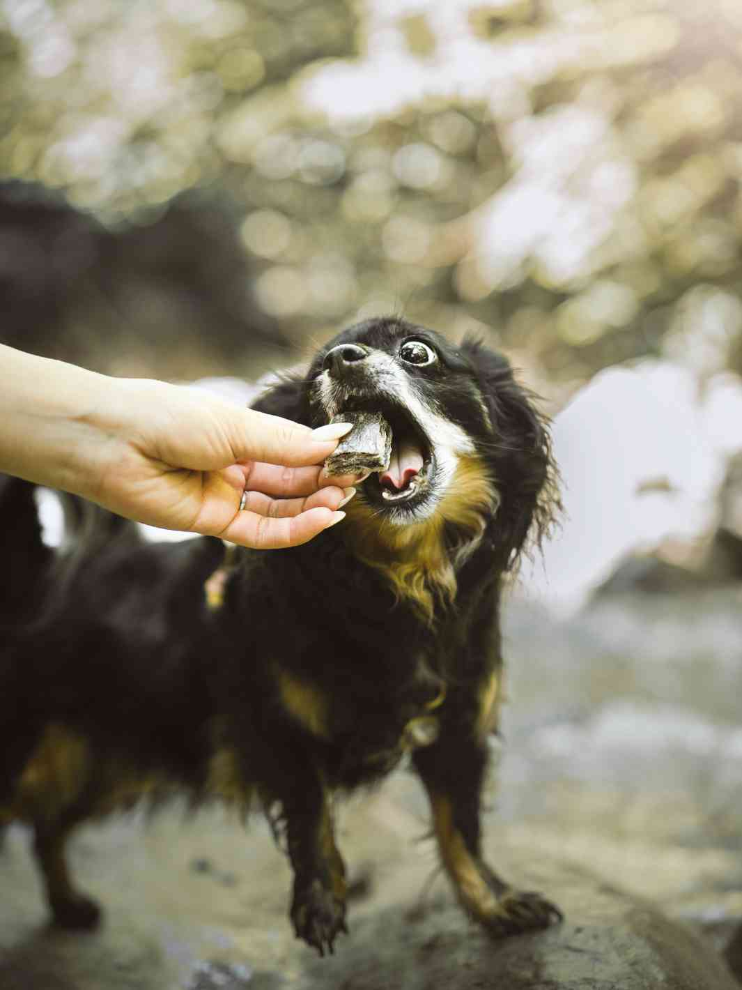 Cubes de morue - #friandise_naturelle_pour_chien# - Truffe delice